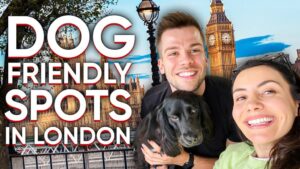 Read more about the article Top Dog-Friendly Walks in London